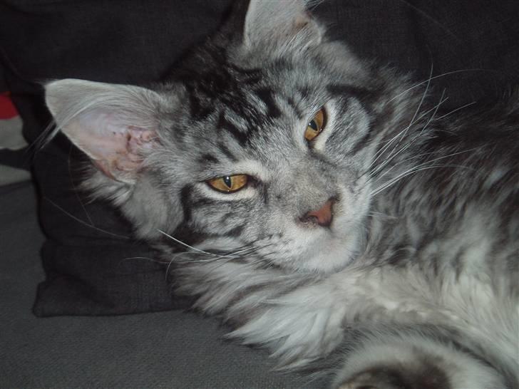 Maine Coon DK Legend Coon`s Cicerro billede 3