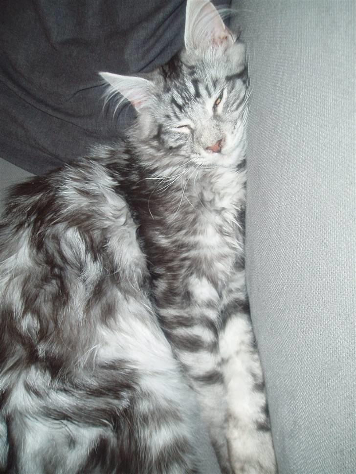 Maine Coon DK Legend Coon`s Cicerro - Nej, billedet vender faktisk ikke forkert, han ligger bare op af ryglænet på sofaen.. ;o) billede 4