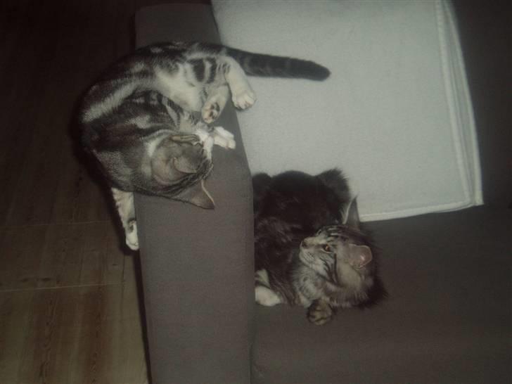 Maine Coon DK Legend Coon`s Cicerro - Min "lillesøster", der tror at hun er en ninja.. :o) billede 5