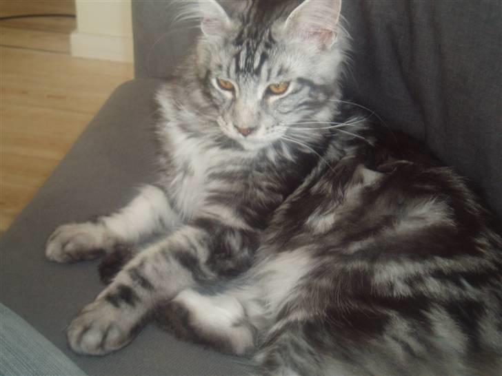Maine Coon DK Legend Coon`s Cicerro billede 6
