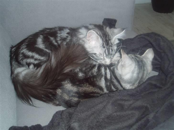 Maine Coon DK Legend Coon`s Cicerro billede 7