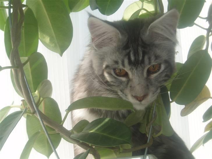 Maine Coon DK Legend Coon`s Cicerro billede 8