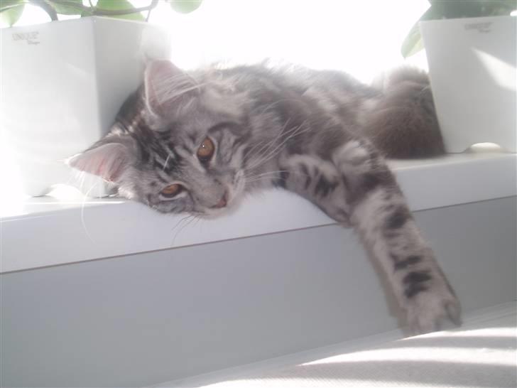 Maine Coon DK Legend Coon`s Cicerro billede 9