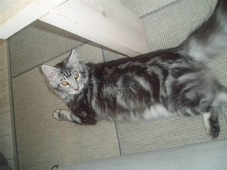 Maine Coon DK Legend Coon`s Cicerro billede 10