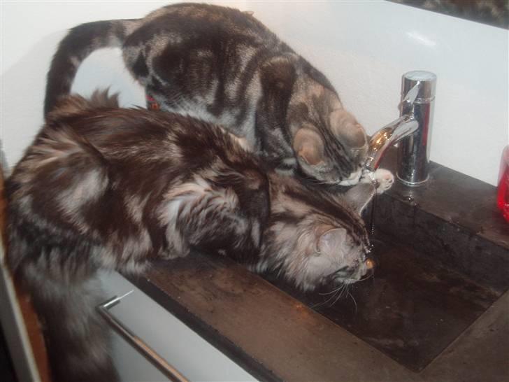 Maine Coon DK Legend Coon`s Cicerro billede 11