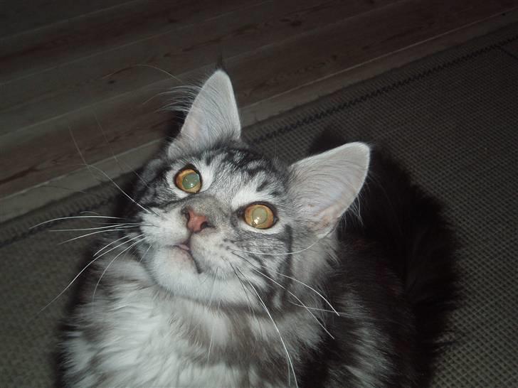 Maine Coon DK Legend Coon`s Cicerro billede 12