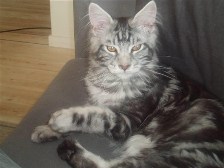 Maine Coon DK Legend Coon`s Cicerro billede 13
