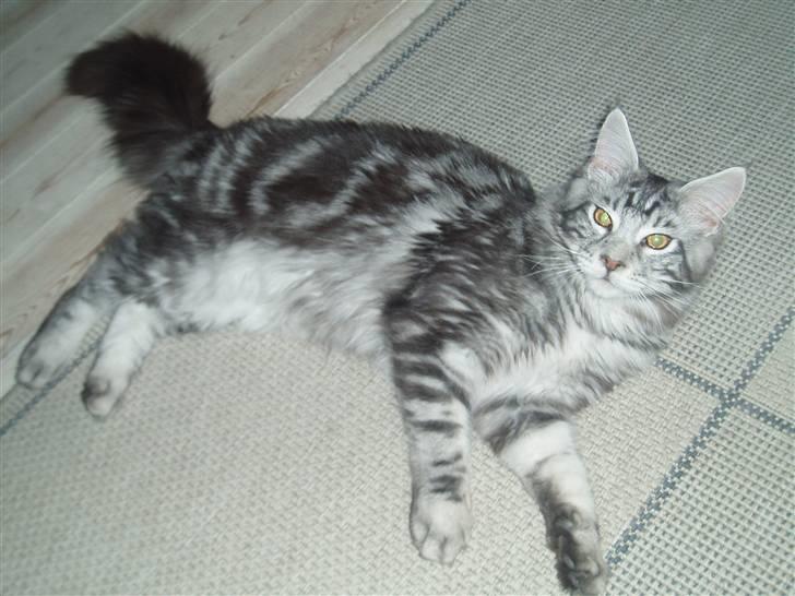 Maine Coon DK Legend Coon`s Cicerro billede 14