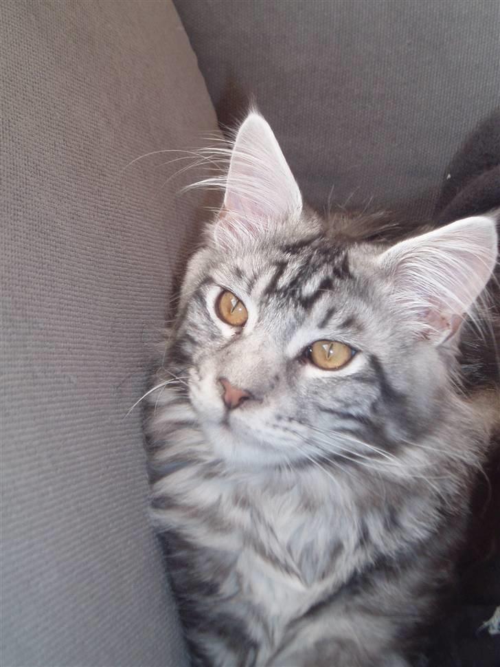 Maine Coon DK Legend Coon`s Cicerro billede 15