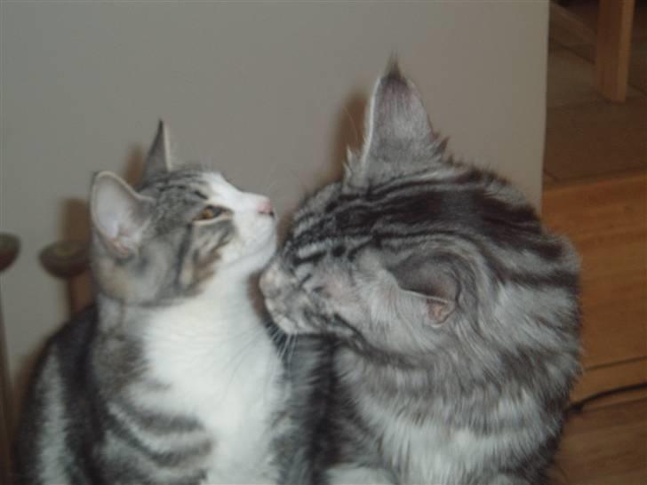 Maine Coon DK Legend Coon`s Cicerro - Kan selvfølgelig godt være kærlig ved "søster".. billede 16