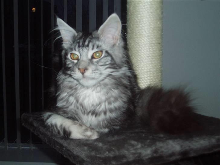 Maine Coon DK Legend Coon`s Cicerro billede 18