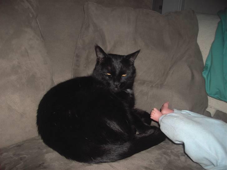 Huskat Odin billede 1