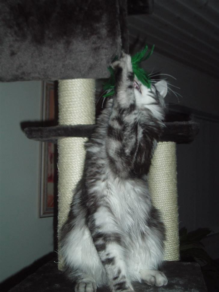 Maine Coon DK Legend Coon`s Cicerro - Mit bedste legetøj,- en pind med fjer.. :o) billede 19