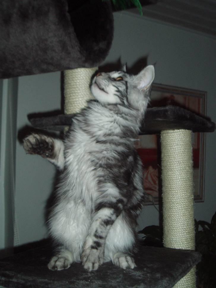 Maine Coon DK Legend Coon`s Cicerro billede 20