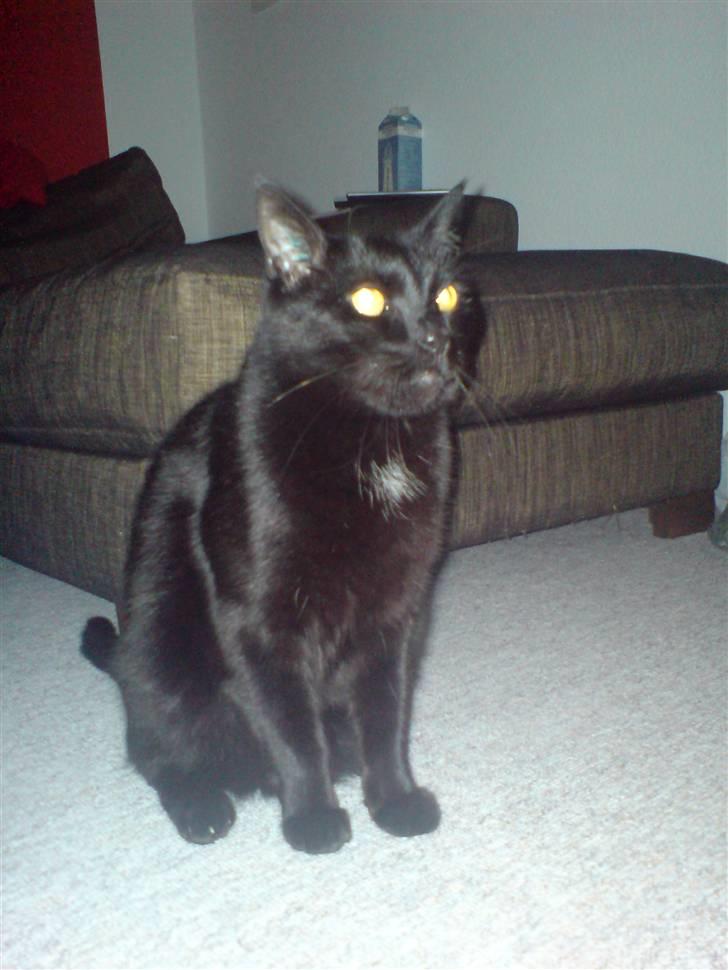 Huskat Odin billede 2