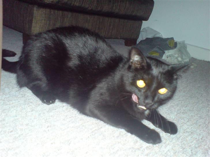 Huskat Odin billede 3