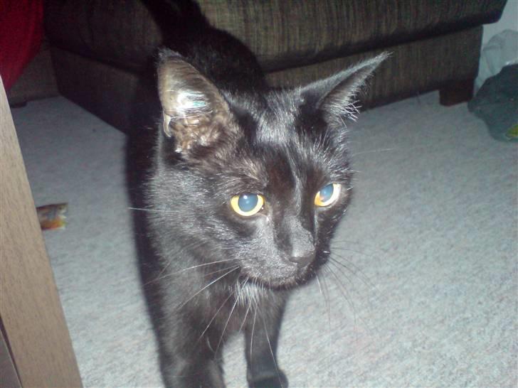 Huskat Odin billede 4