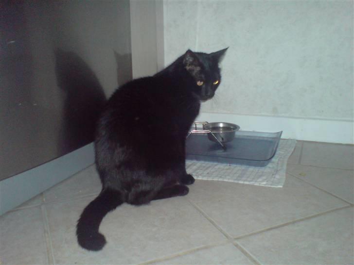 Huskat Odin billede 5