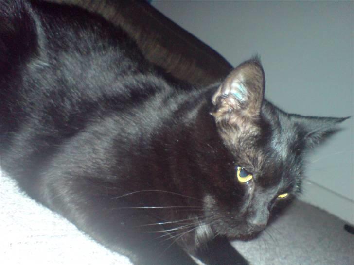 Huskat Odin billede 8