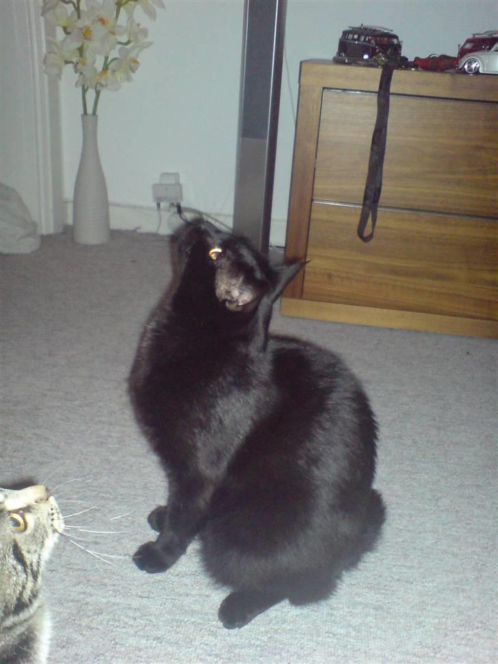 Huskat Odin billede 9