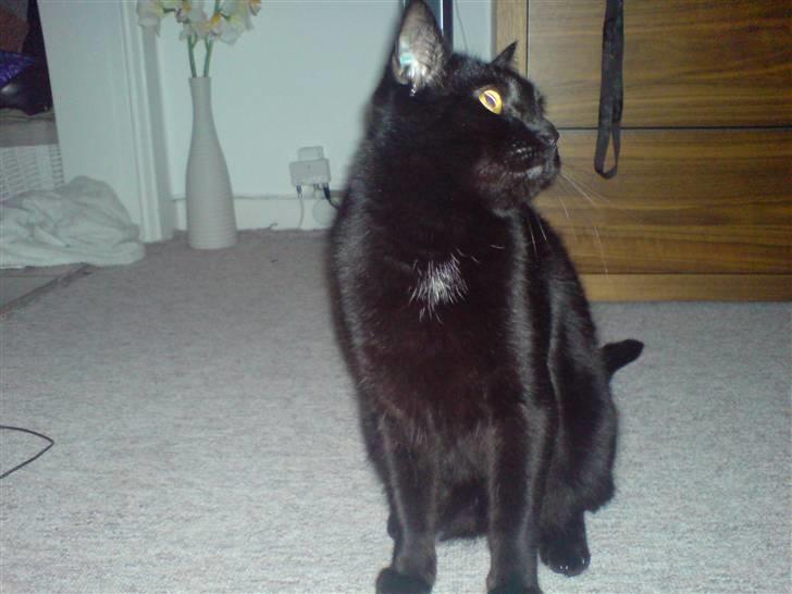 Huskat Odin billede 10