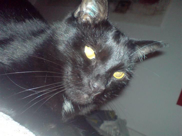 Huskat Odin billede 11