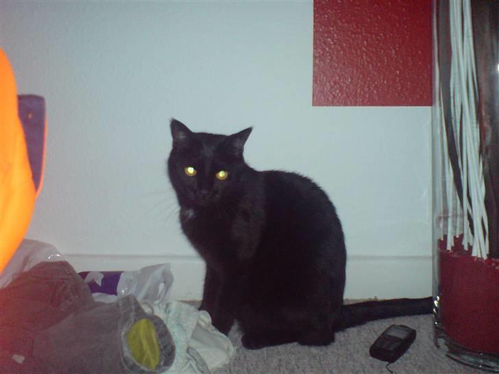 Huskat Odin billede 12