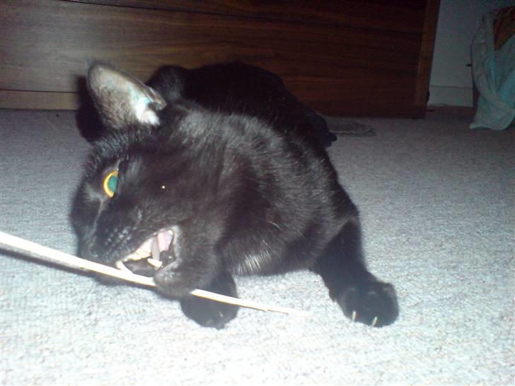 Huskat Odin billede 13