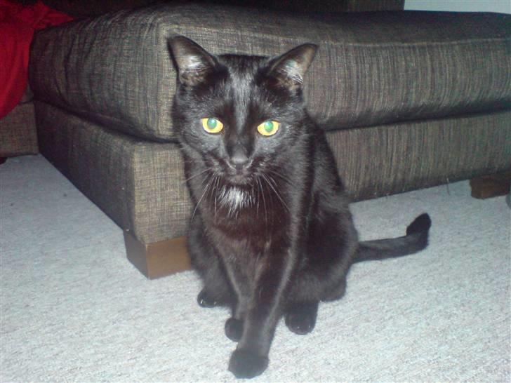 Huskat Odin billede 14