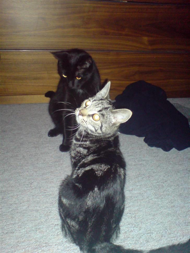 Huskat Odin billede 15