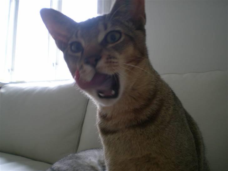 Blanding af racer Kenzo abyssinier bld. billede 1