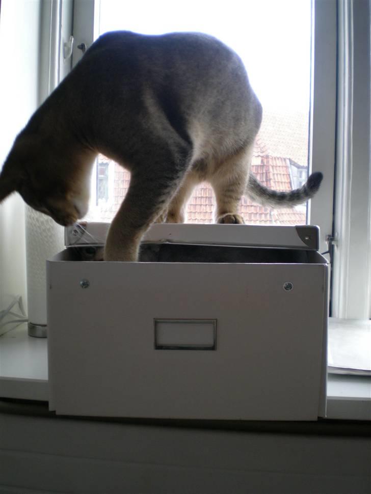 Blanding af racer Kenzo abyssinier bld. billede 2