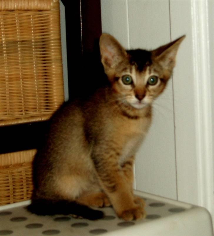 Blanding af racer Kenzo abyssinier bld. billede 3