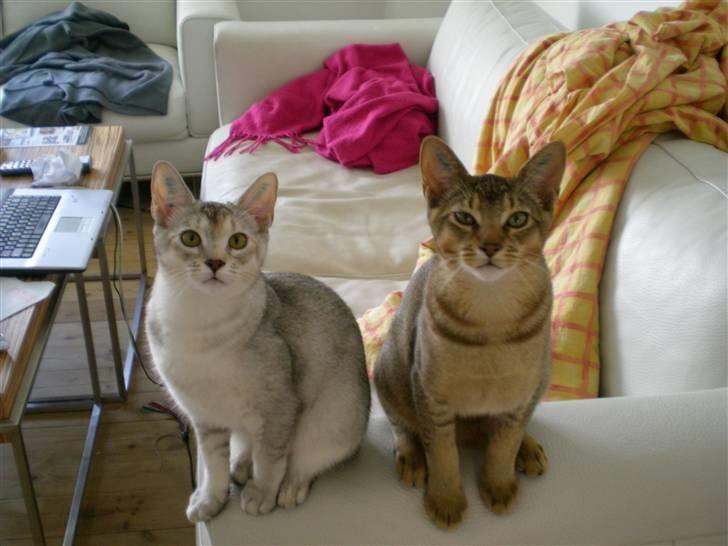 Blanding af racer Kenzo abyssinier bld. billede 4