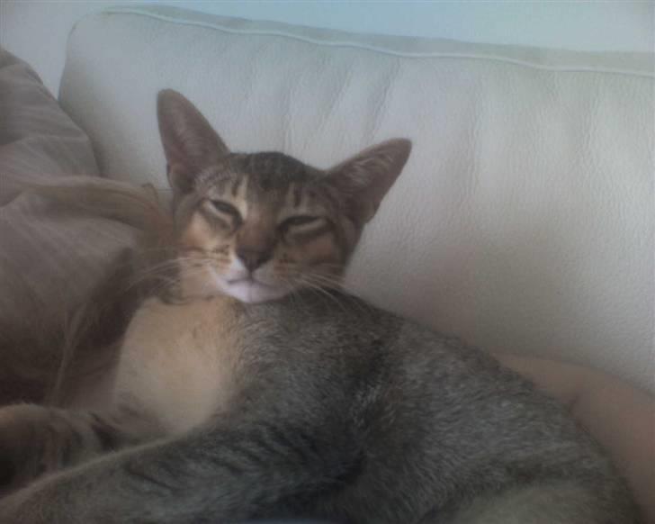 Blanding af racer Kenzo abyssinier bld. billede 6