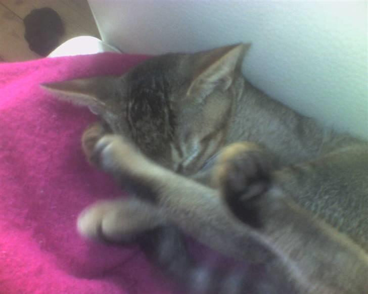 Blanding af racer Kenzo abyssinier bld. billede 7