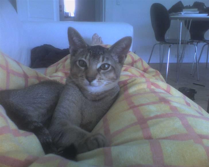 Blanding af racer Kenzo abyssinier bld. billede 8