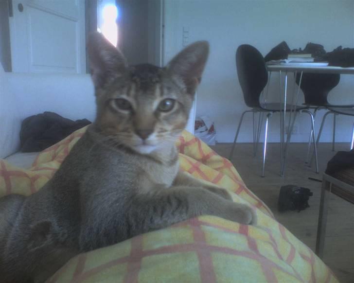 Blanding af racer Kenzo abyssinier bld. billede 10