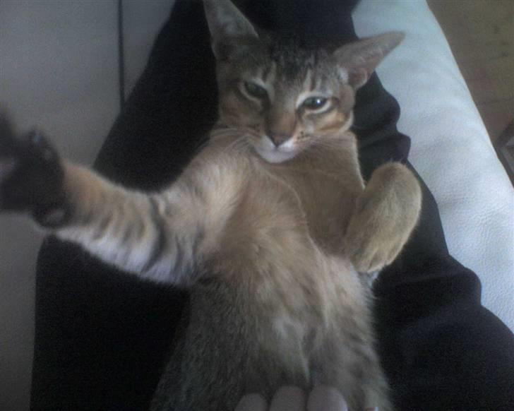 Blanding af racer Kenzo abyssinier bld. billede 11