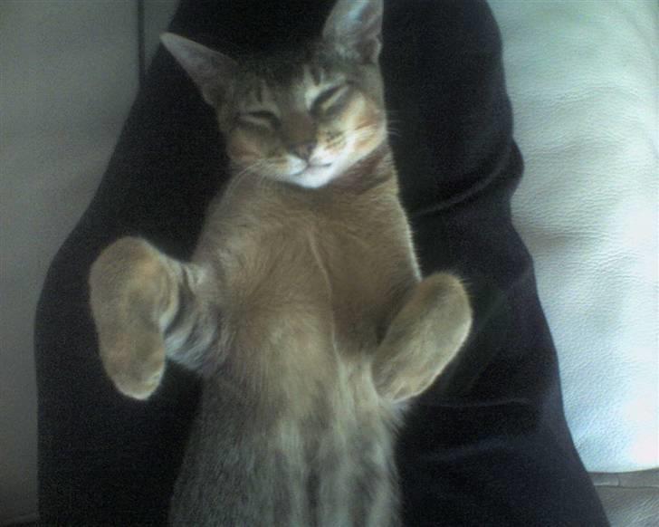 Blanding af racer Kenzo abyssinier bld. billede 12