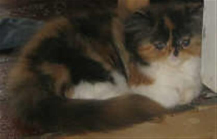 Perser Dee Dee - 12 uger gammel og lige flyttet ind billede 4