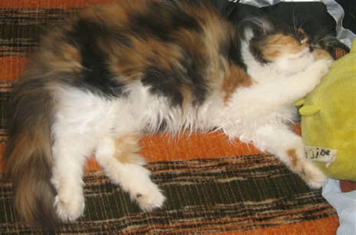 Perser Dee Dee - en lille lur med hovedet på bamsen billede 5