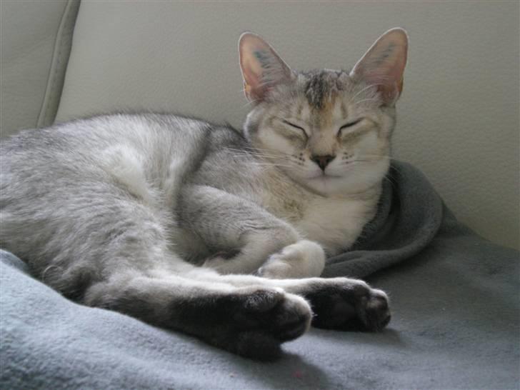 Blanding af racer Smokey abyssinier bld billede 1