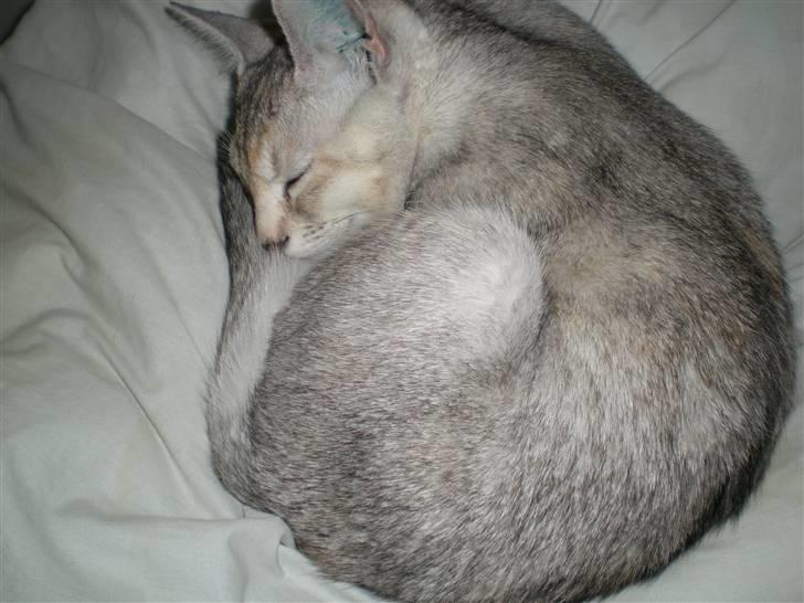 Blanding af racer Smokey abyssinier bld billede 2