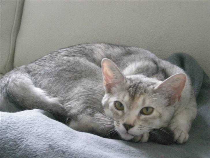 Blanding af racer Smokey abyssinier bld billede 3