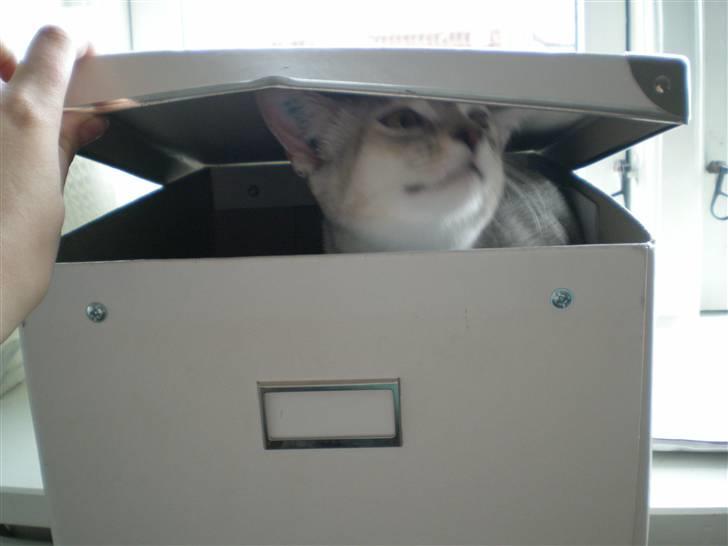 Blanding af racer Smokey abyssinier bld billede 4