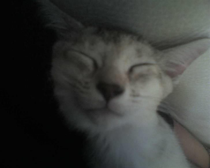 Blanding af racer Smokey abyssinier bld billede 5