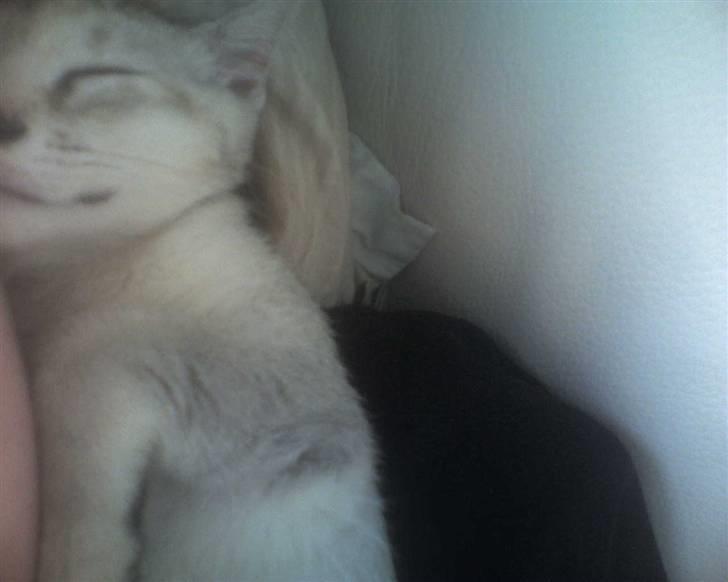 Blanding af racer Smokey abyssinier bld billede 6