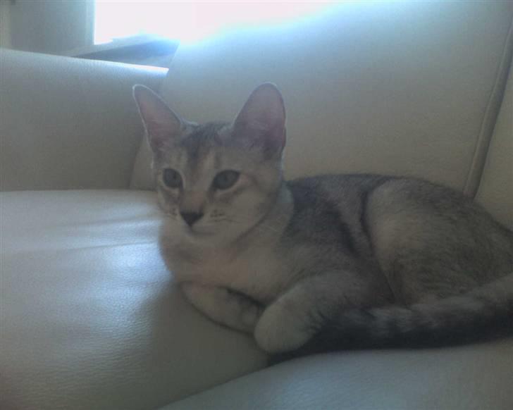 Blanding af racer Smokey abyssinier bld billede 7