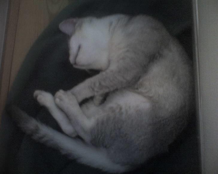 Blanding af racer Smokey abyssinier bld billede 8